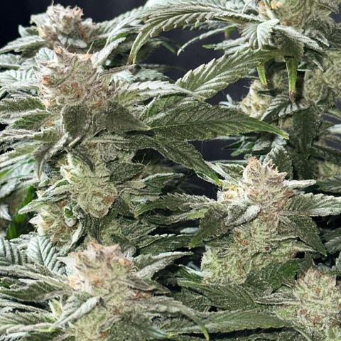 Runtz x Layer Cake 2 growlog timeline photo
