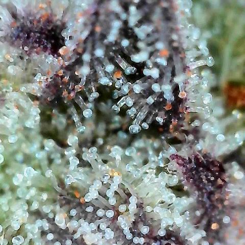 Runtz x Layer Cake 1 growlog timeline photo