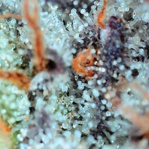 Runtz x Layer Cake 1 growlog timeline photo