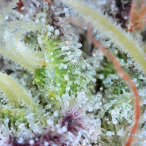 Runtz x Layer Cake 1 growlog timeline photo