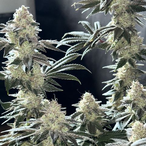 Runtz x Layer Cake 1 growlog timeline photo