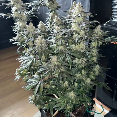 Runtz x Layer Cake 1 growlog timeline photo