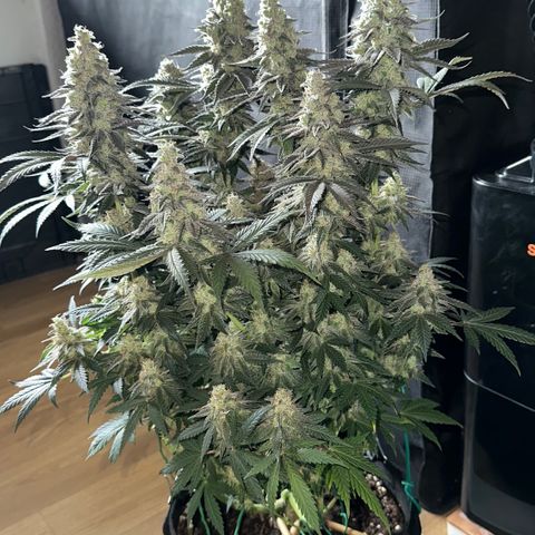 Runtz 1 growlog timeline photo