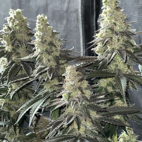 Runtz 1 growlog timeline photo