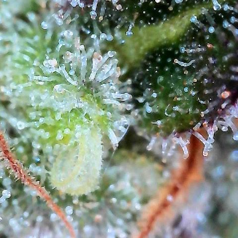 Runtz 1 growlog timeline photo