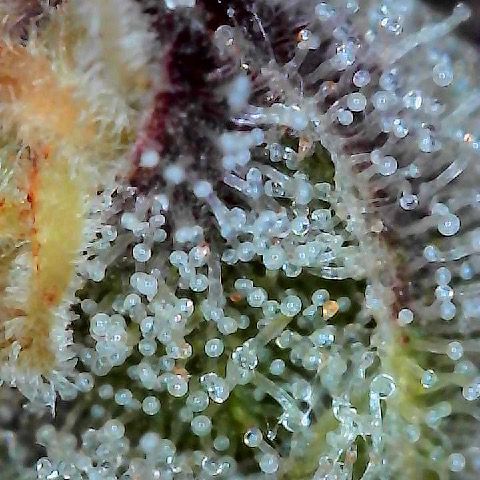Runtz 1 growlog timeline photo