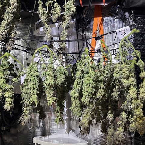 Runtz x Layer Cake 1 growlog timeline photo