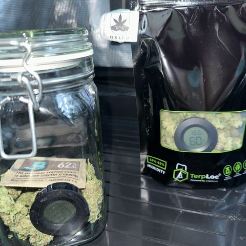 Runtz x Layer Cake 2 growlog timeline photo