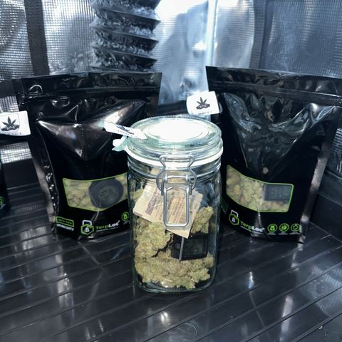 Runtz 1 growlog timeline photo