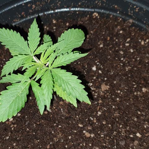 Genética desconocida growlog timeline photo
