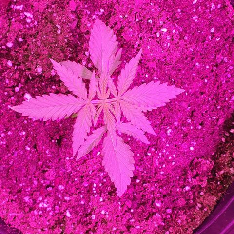 Genética desconocida growlog timeline photo
