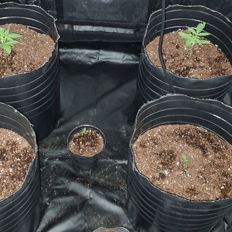 Genética desconocida growlog timeline photo