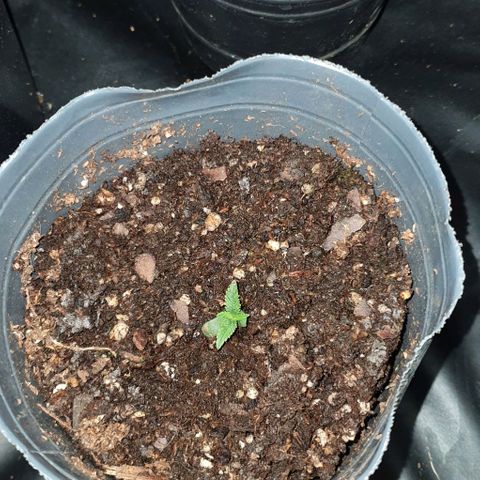 Genética desconocida growlog timeline photo