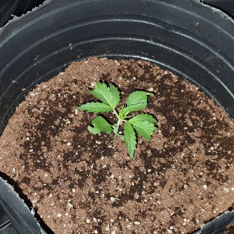 Genética desconocida growlog timeline photo