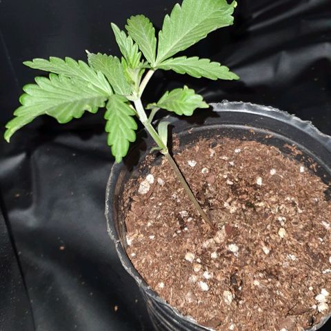 Genética desconocida growlog timeline photo