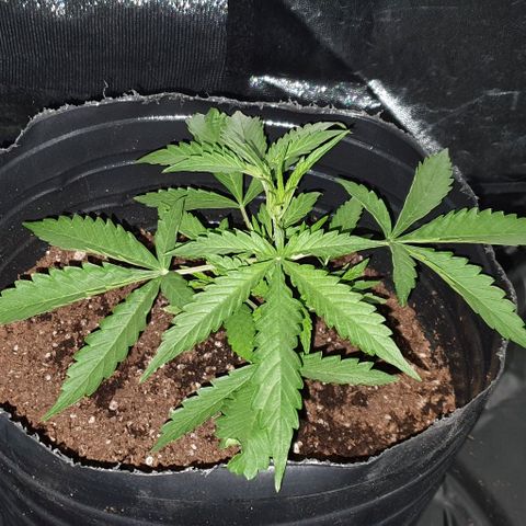 Genética desconocida growlog timeline photo