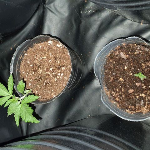 Genética desconocida growlog timeline photo