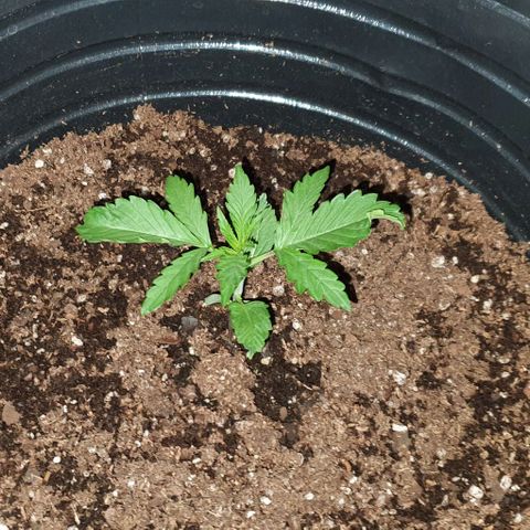Genética desconocida growlog timeline photo