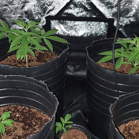 Genética desconocida growlog timeline photo