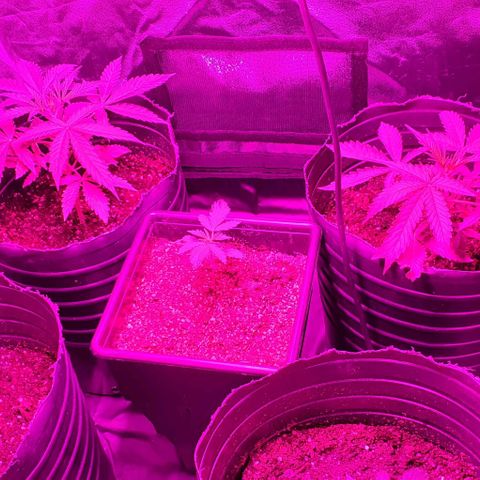 Genética desconocida growlog photo: Después del riego