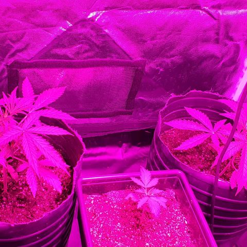 Genética desconocida growlog photo: Después del riego