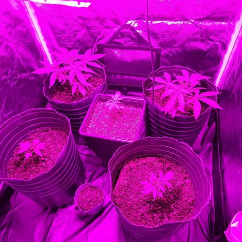 Genética desconocida growlog photo: Después del riego