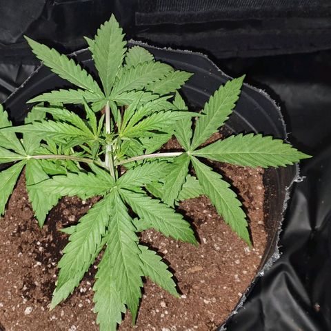 Genética desconocida growlog timeline photo