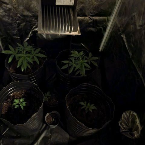Genética desconocida growlog timeline photo