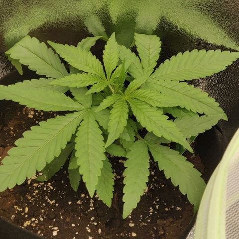 Shining Silver Haze growlog timeline photo