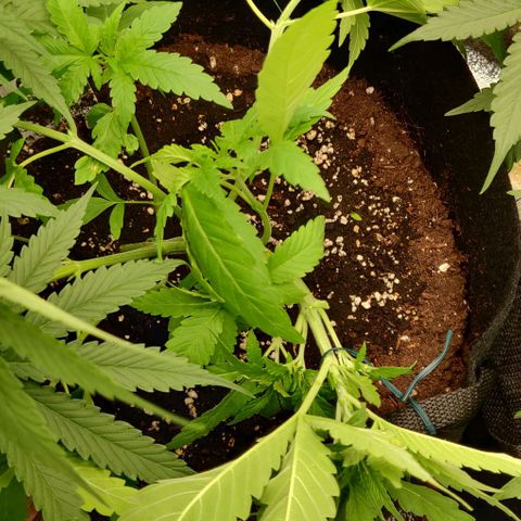 Shining Silver Haze growlog timeline photo