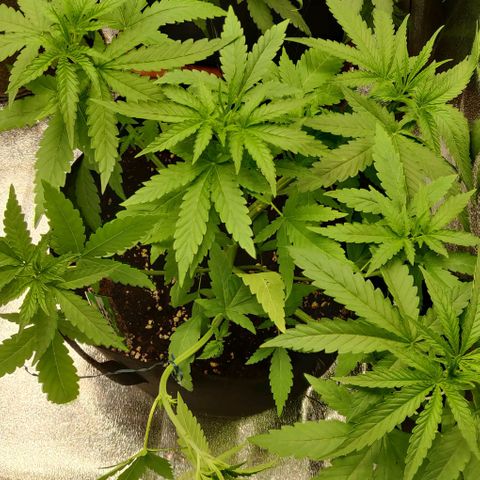 Shining Silver Haze growlog timeline photo