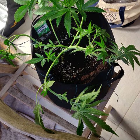 Shining Silver Haze growlog timeline photo