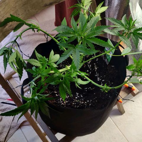 Shining Silver Haze growlog timeline photo
