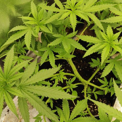 Shining Silver Haze growlog timeline photo