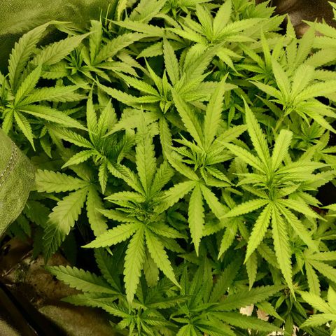 Shining Silver Haze growlog timeline photo