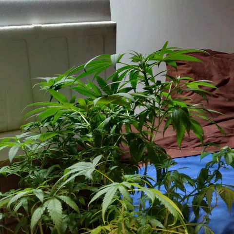 Shining Silver Haze growlog timeline photo