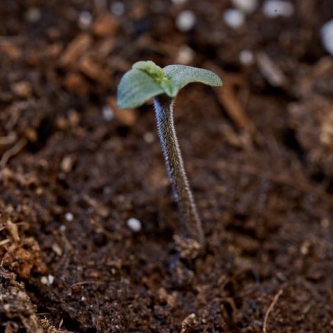 Northern Lights Auto (Indica) growlog timeline photo