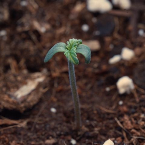 Northern Lights Auto (Indica) growlog timeline photo