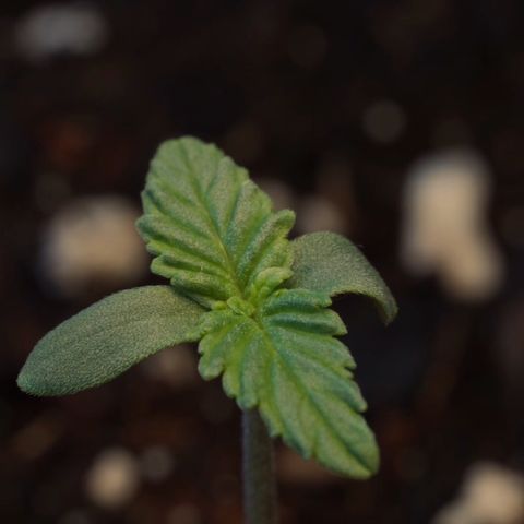 Northern Lights Auto (Indica) growlog timeline photo