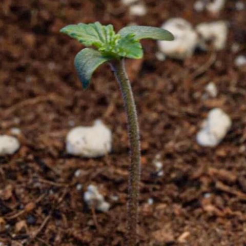Northern Lights Auto (Indica) growlog timeline photo