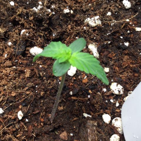 Northern Lights Auto (Indica) growlog timeline photo