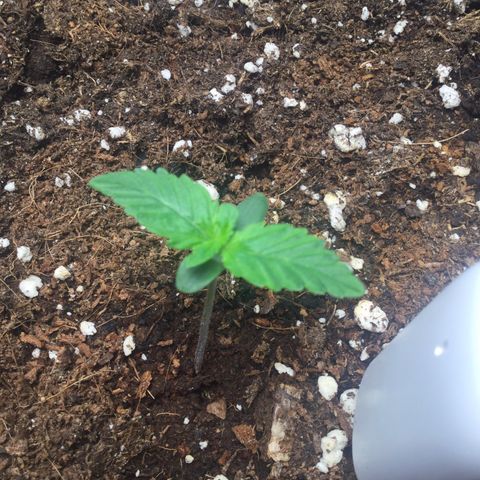 Northern Lights Auto (Indica) growlog timeline photo