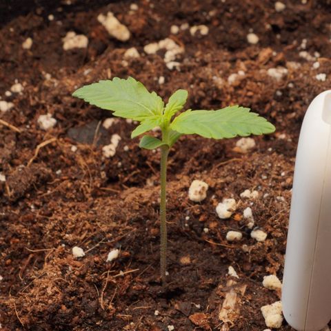 Northern Lights Auto (Indica) growlog timeline photo