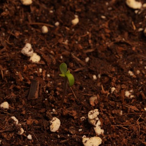 Royal Kush Auto (Indica) growlog timeline photo