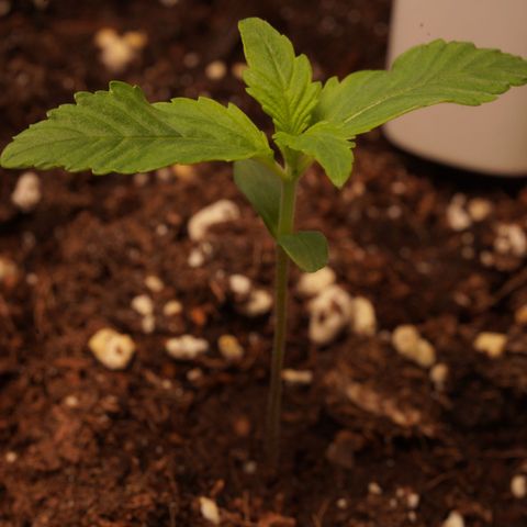 Northern Lights Auto (Indica) growlog timeline photo