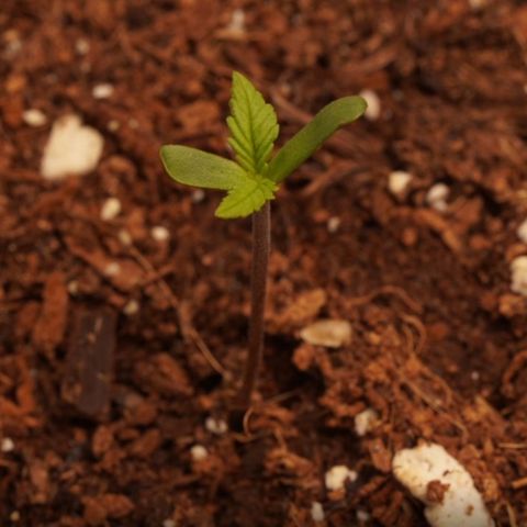 Royal Kush Auto (Indica) growlog timeline photo