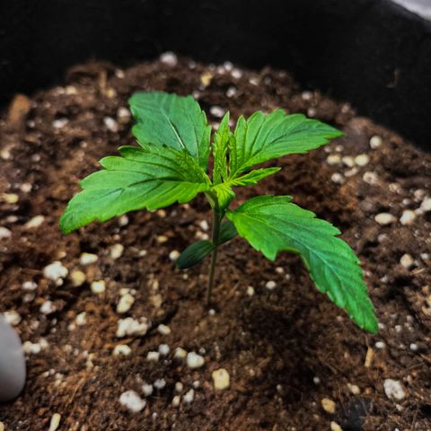 Northern Lights Auto (Indica) growlog timeline photo