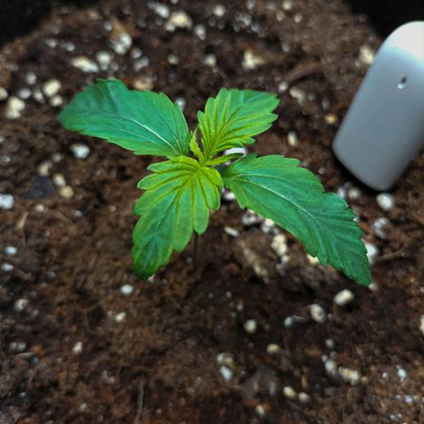 Northern Lights Auto (Indica) growlog timeline photo