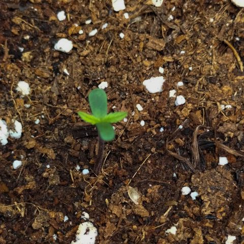 Royal Kush Auto (Indica) growlog timeline photo