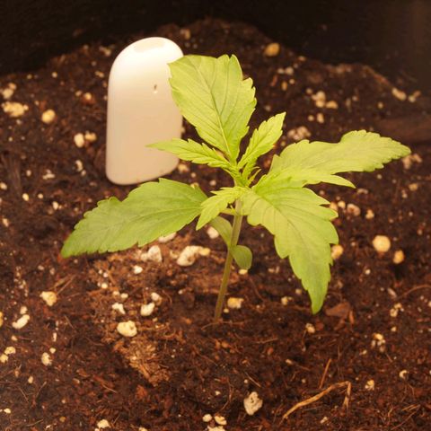 Northern Lights Auto (Indica) growlog timeline photo